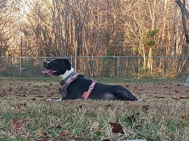 Motz Avenue Dog Park - Image 2