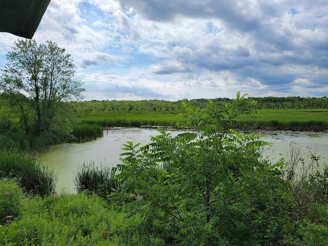 Imagine the Marsh Conservation Area - Image 1