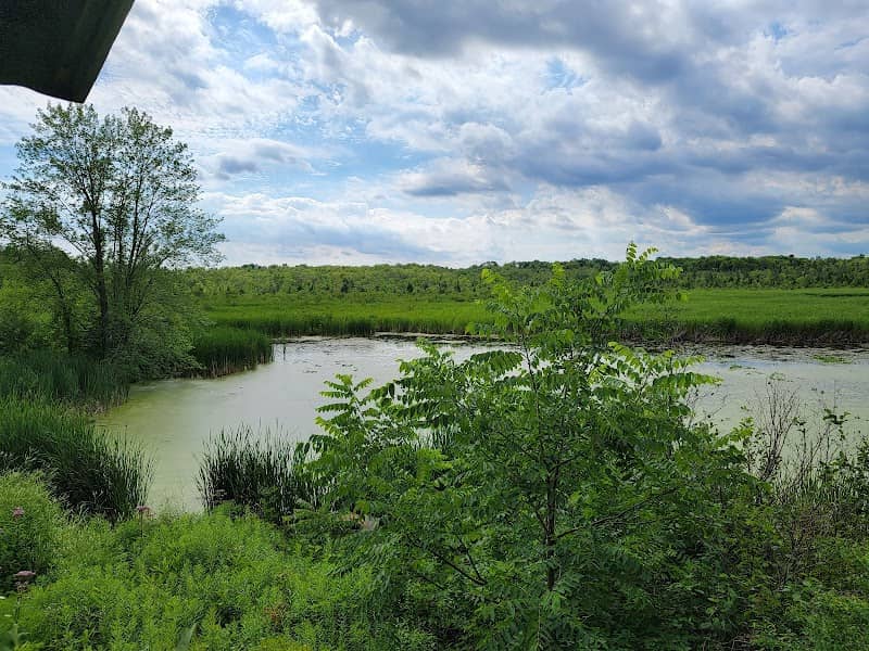 Imagine the Marsh Conservation Area - Image 1