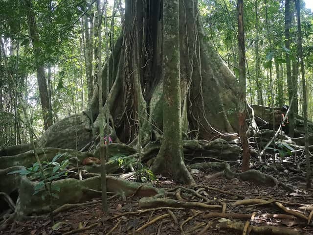 Sai Yai - Big Chai Tree - Image 1