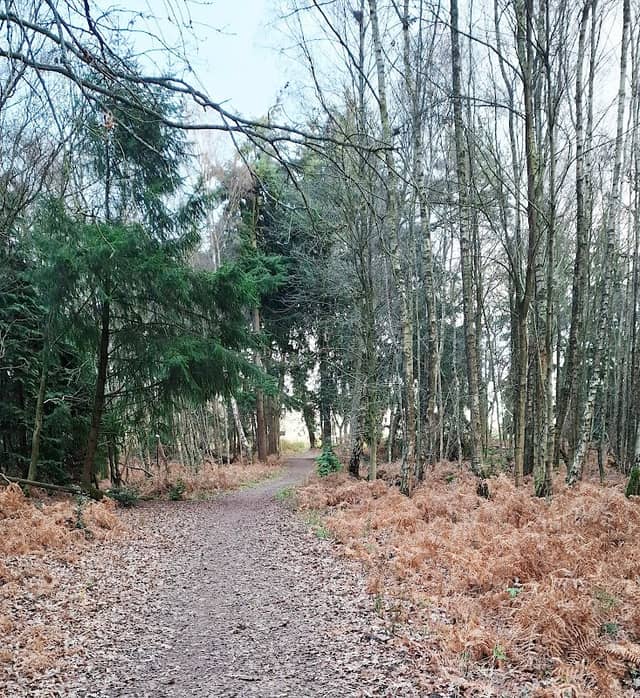 Horsford Public Pits. Dog Lane Plantation - Image 2