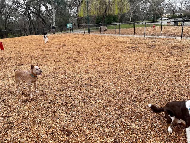 Lincoln Bark Park - Image 1