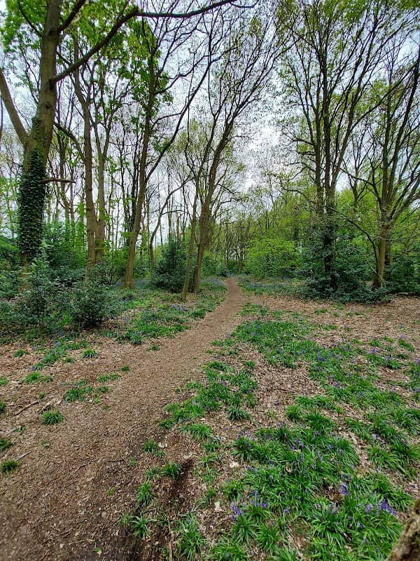 Berry Hill Park Woods - Image 2