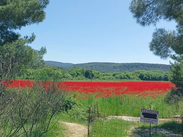 Poppy carpet /Χαλί από παπαρούνες - Image 1