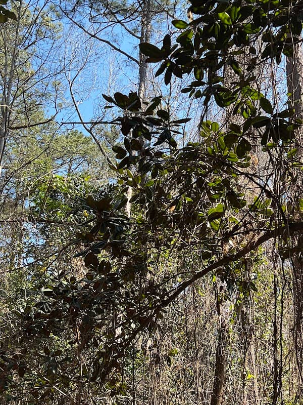 Idle Hour Natural Area - Image 1