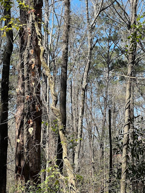 Idle Hour Natural Area - Image 2