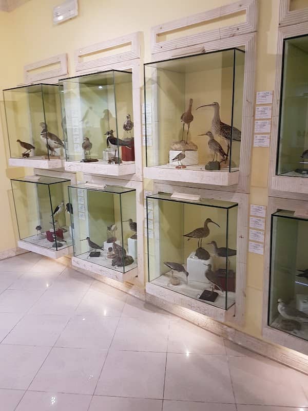 Museo Ornitologico della Sardegna - Image 1