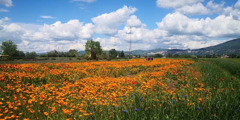 Festa della primavera e del giardino - Image 1