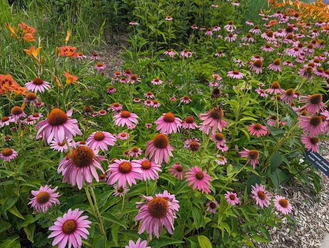 University of Minnesota Landscape Arboretum - Image 2