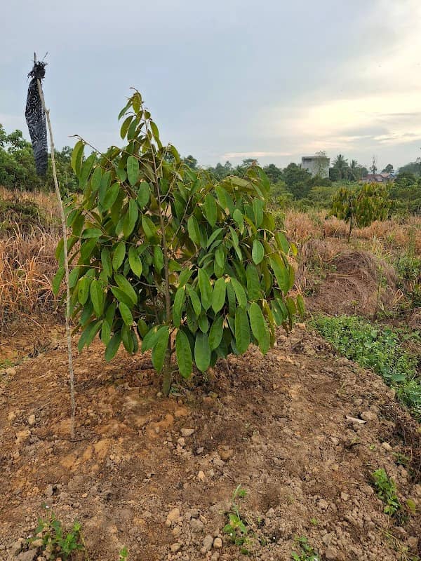 Virendra Farm - Image 1