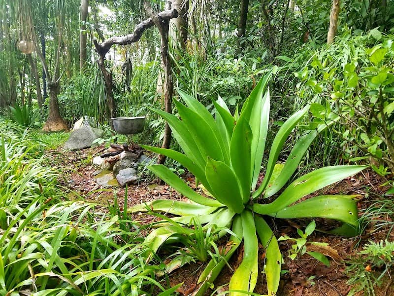 Australian Garden - Image 2