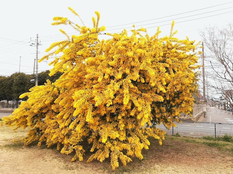 Tarin - Hossain park - Image 2