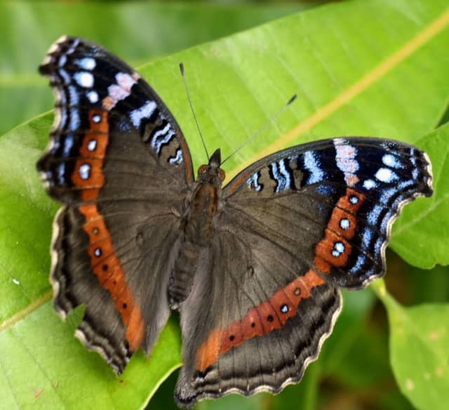Butterfly Valley butterfly farm - Image 2
