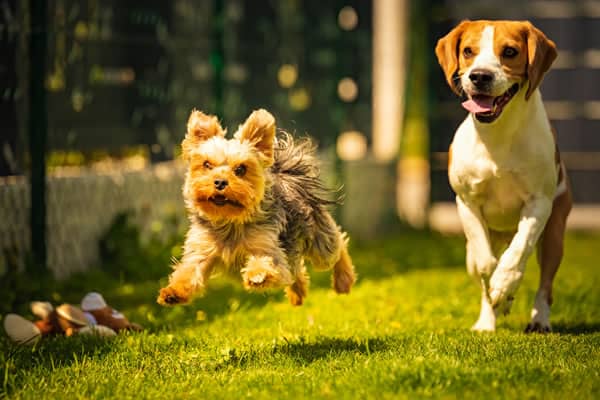 Walkies at Rockbeare - Image 1