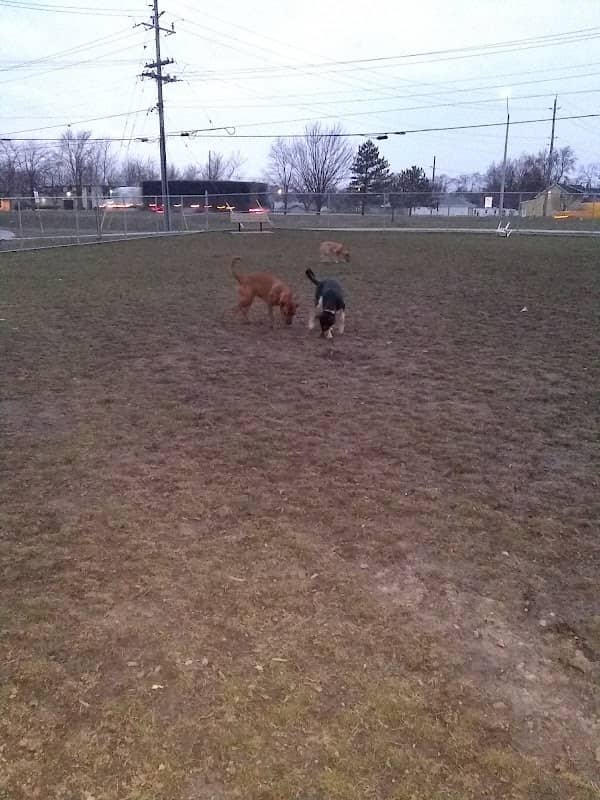 Welland Dog Park - Image 1