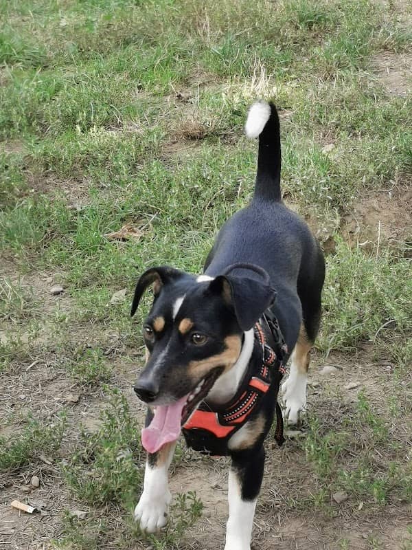 BAU AREA - PARK DOGS - Image 1