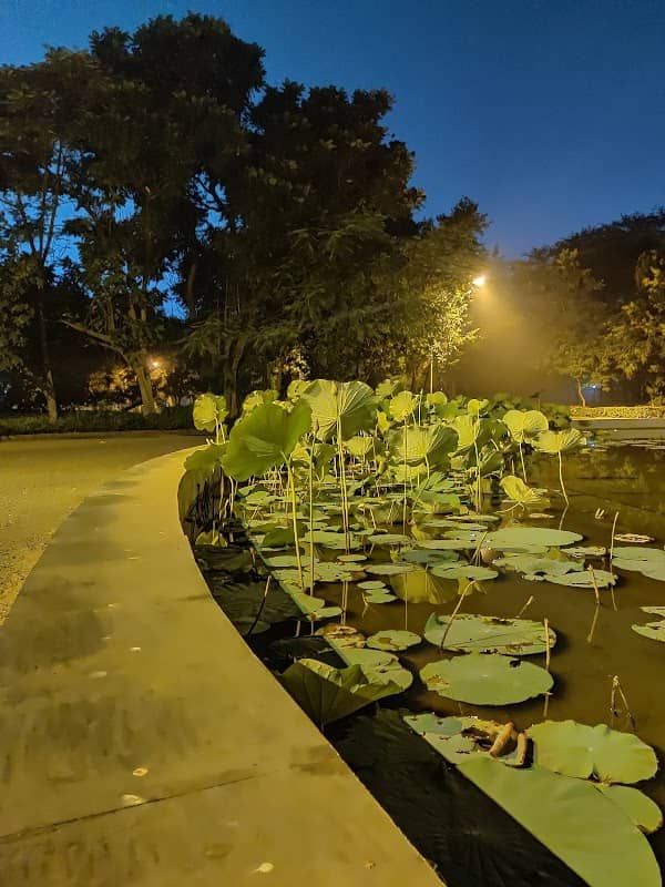 Lotus Pond (LP) - Image 2
