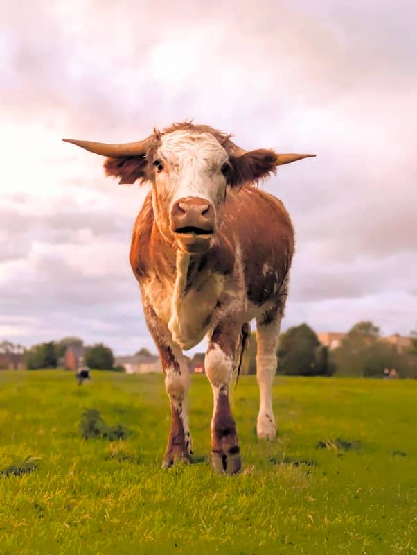 Purwell Meadows - Image 1
