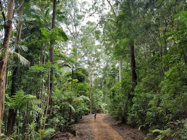 Ulidarra National Park - Image 1