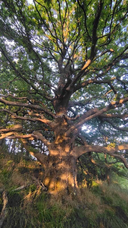 Quercia Secolare di Monte Carmo (Cerro) - Image 1