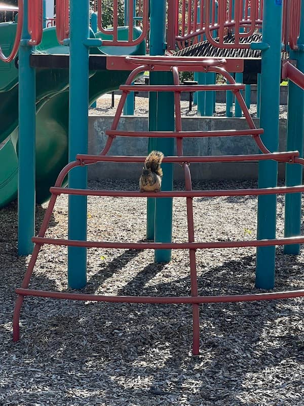Al Caffodio Park - Image 2