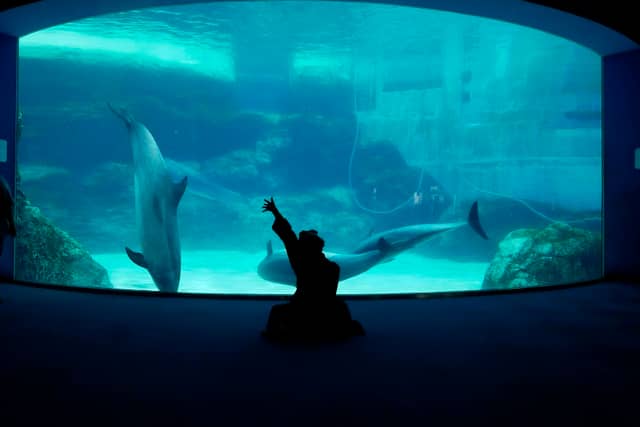 Port Of Nagoya Public Aquarium - Image 3