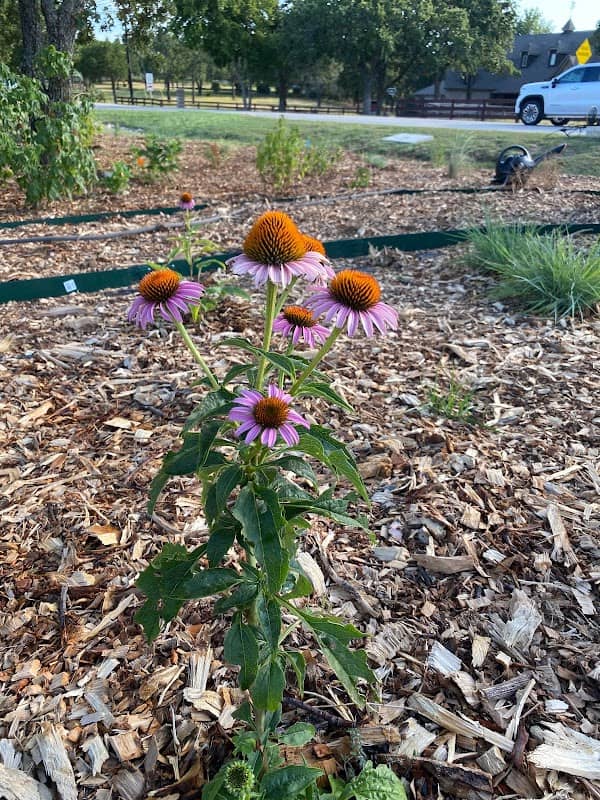 Rewilding Station 511 Pollinator Garden - Image 2