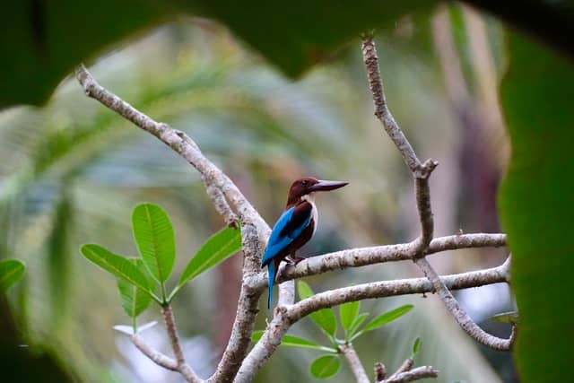 Short Pool Bird Sanctuary (Mundenchira) - Image 2