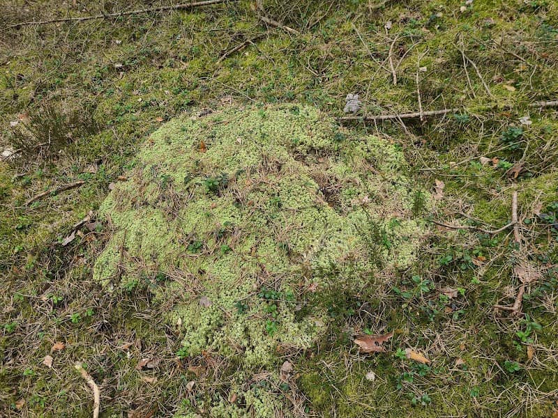 Tjärby sanddynsreservat - Image 3