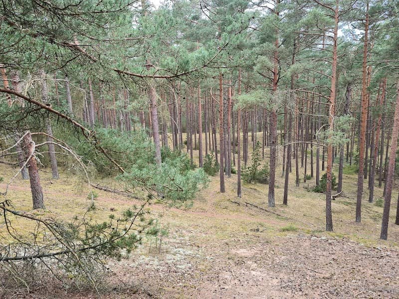 Tjärby sanddynsreservat - Image 1