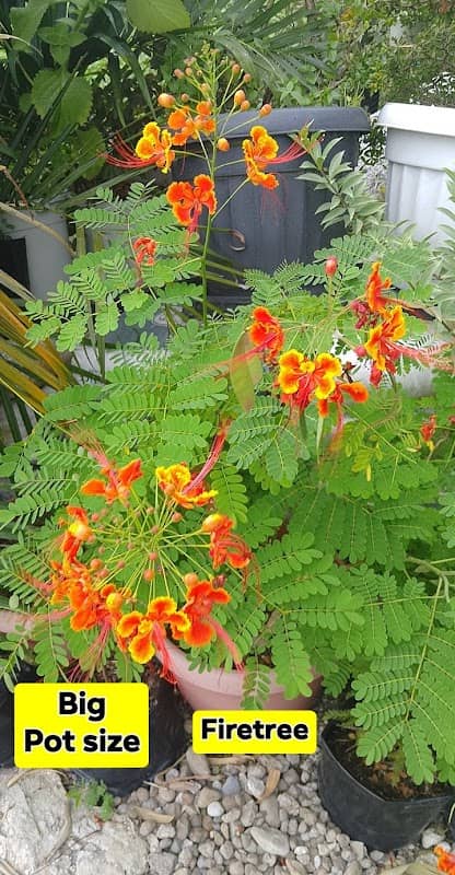 Luna's Garden - Image 1