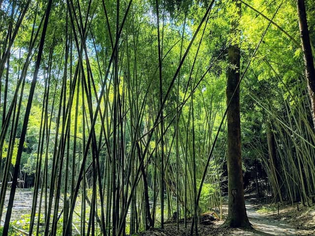 Wilderness Park/Bamboo Forest - Image 2