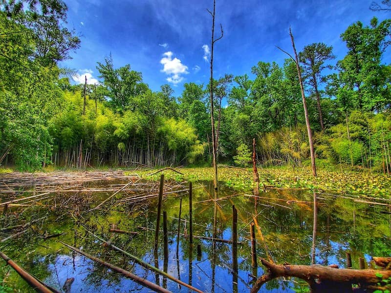 Wilderness Park/Bamboo Forest - Image 2