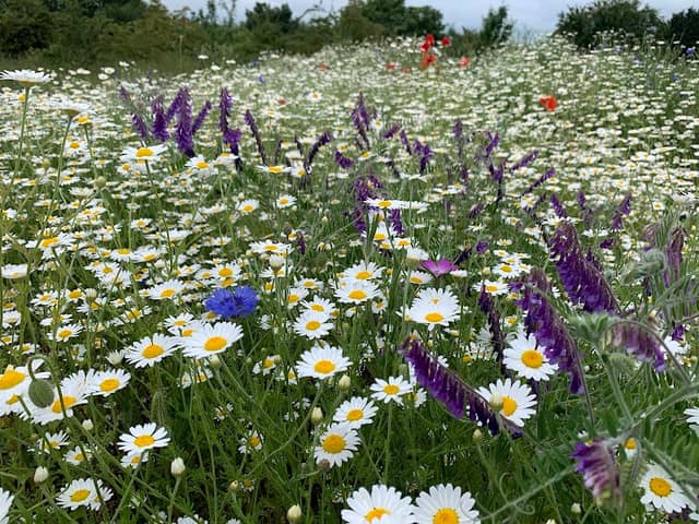 Wildflower meadow, Landseer Park (Spring/summer) - Image 1