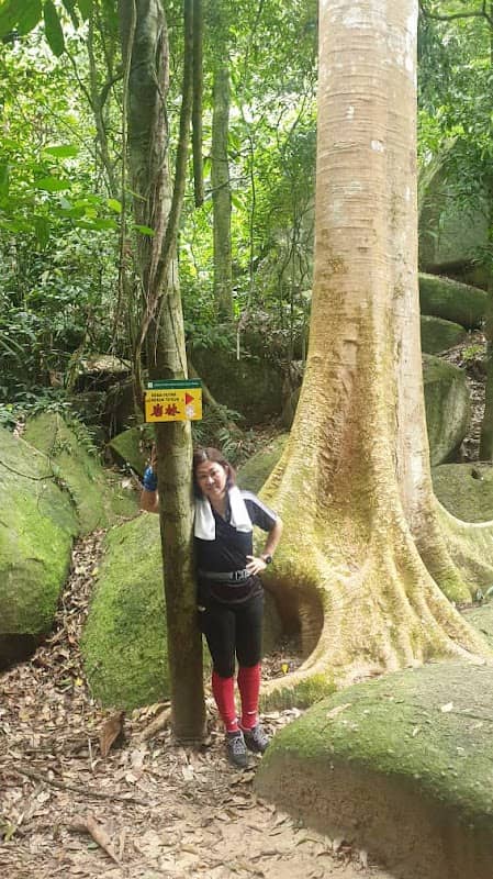 Rock Forest - Image 2