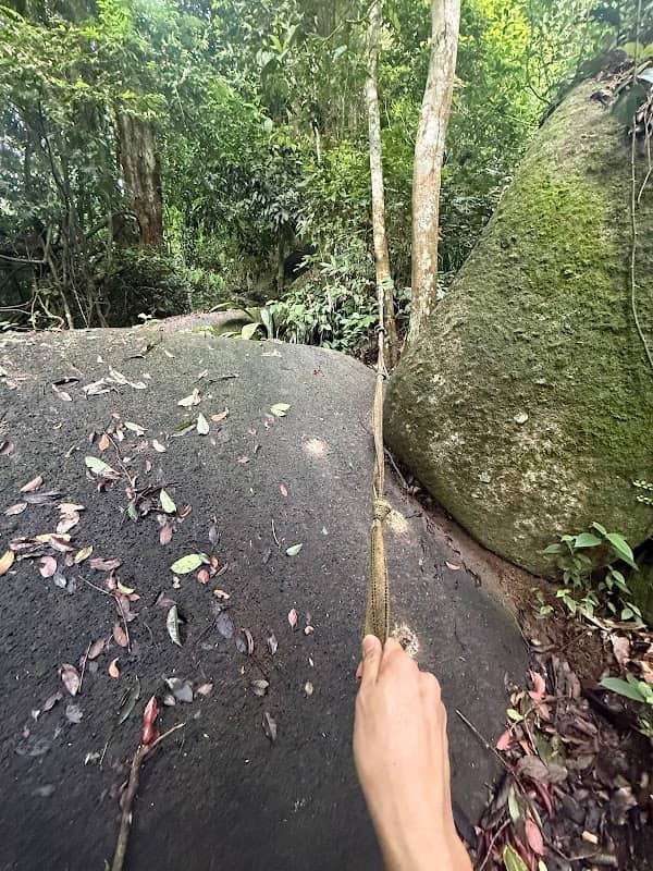 Rock Forest - Image 1