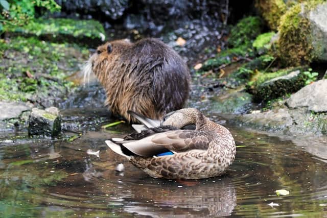 Nutria Teich - Image 2