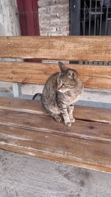 El Gato de La Parada - Image 1