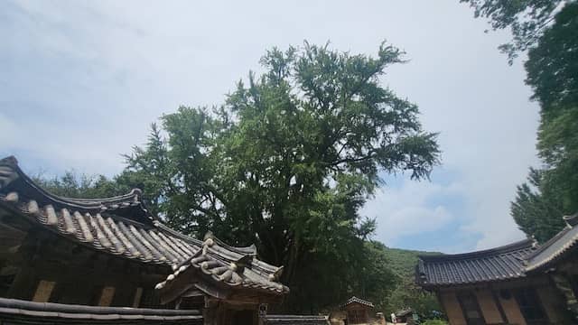 운곡서원 보호수 - Image 2