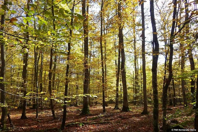 Parc Normandie-Maine - Image 1