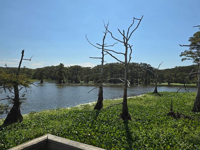 Trinity River Waterbird Rookery - Image 1