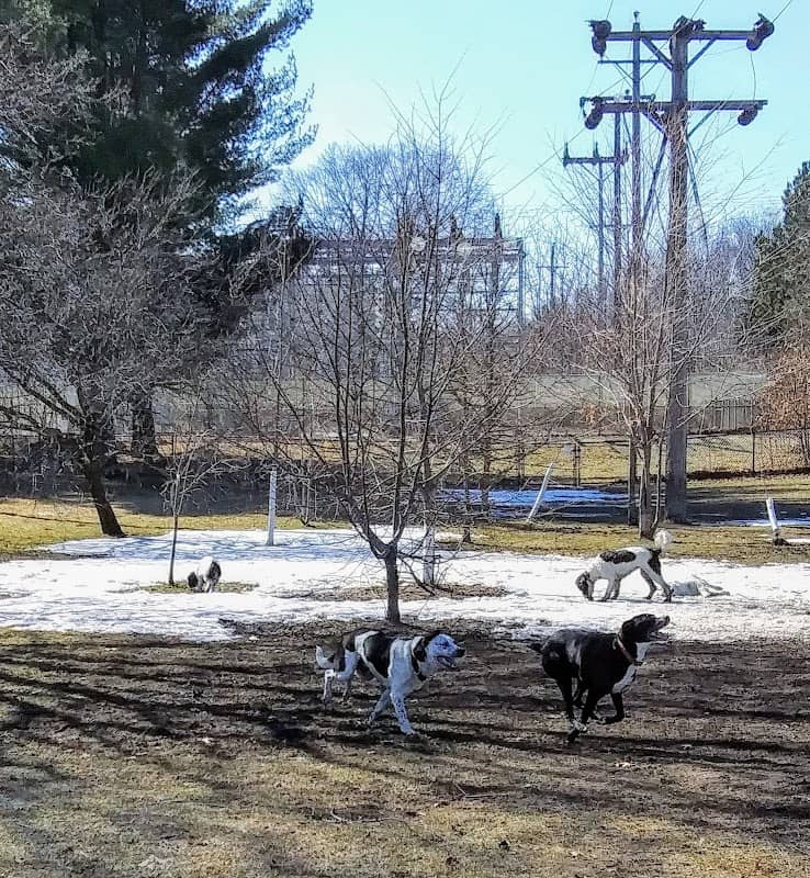 Marv's Bark Park - Dog Park - Image 2