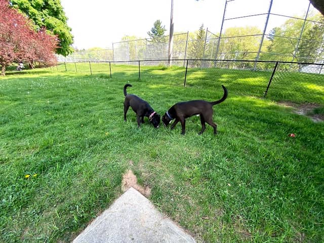 Marv's Bark Park - Dog Park - Image 1