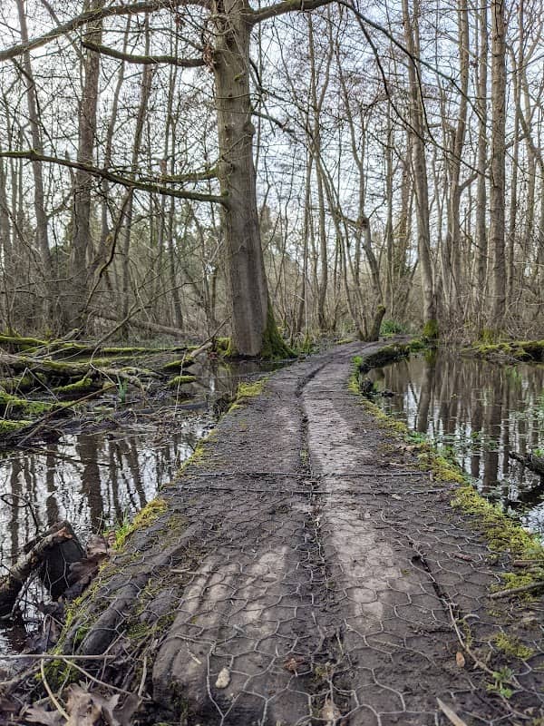 Fordham Wood - Image 2