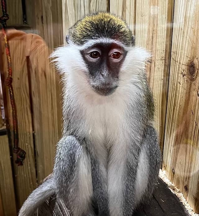 Little Ponderosa Zoo and Rescue - Image 1