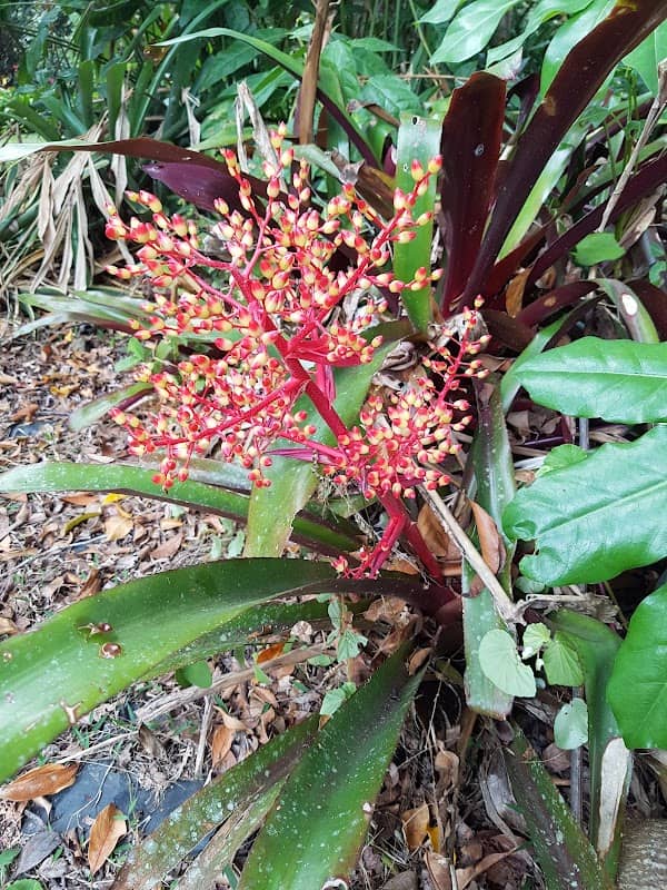 Whyanbeel Arboretum - Image 3