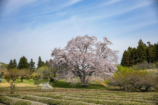 岩渕の一本桜 - Image 1