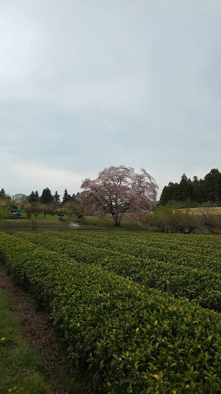 岩渕の一本桜 - Image 2