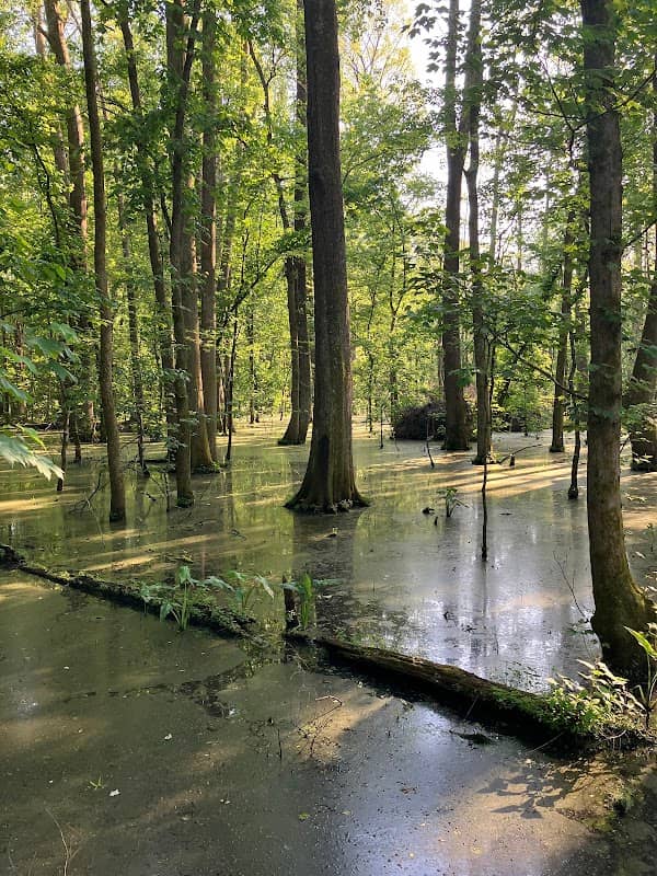 Big Cypress Tree State Park - Image 1