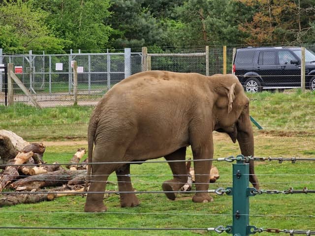 Woburn Safari Park - Image 1